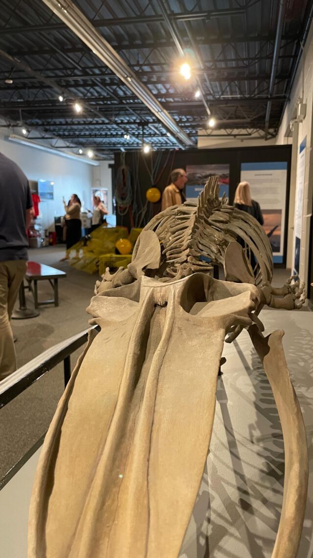 Good vibes at this @qwchamber get connected event at QMNH  ___#bayofquinte #museum #naturalhistory #naturalhistorymuseum #networking #dinosaur #ontariomuseum #bayofquintetourism #quintewest #quintewestontario #quintewestchamber #business #professionaldevelopment